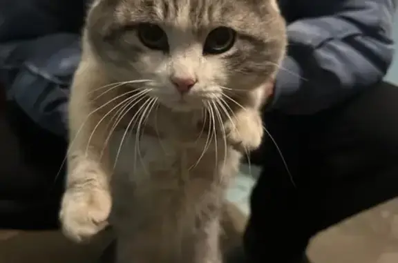 Найдена кошка, Заволжье, фото: Найден кот, улица Пушкина, 7, Заволжье - упитанный с ошейником