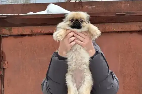 Потерянные животные Борисоглебск, фото: Пропала собака, женский пол, Юбилейная улица, Борисоглебск - Бонечка золотистого окраса