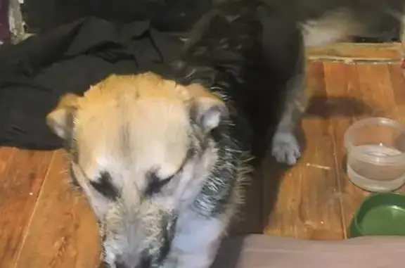 Найдена собака, Краснодар, фото: Найден собака с зелёным ошейником, Гостевая аллея, Краснодар