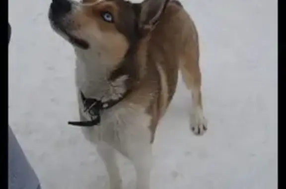 Найдена собака, Жуковский, фото: Найден собака, Жуковский