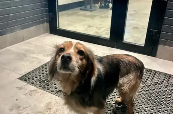 Найдена собака, Краснодар, фото: Найдена собака, Дачная улица, 164, Краснодар - спокойная и тянется к людям