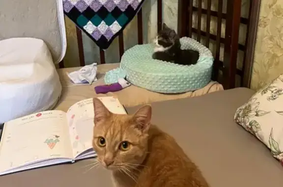 Пропала кошка, Ступино - рыжий кот по кличке Симба - photo