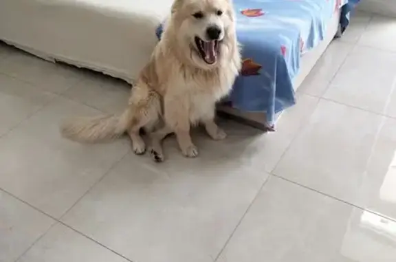 Пропал собака, Астраханская улица, 6А, Магнитогорск - похож на золотистого ретривера - photo