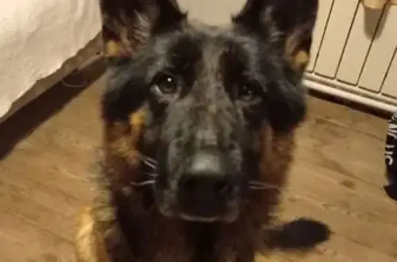 Найденные животные Саратов, фото: Найден собака, улица Клочкова, 70, Саратов - молодой кобель, похож на немца