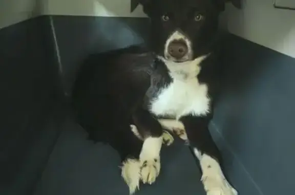 Пропал собака, Калининград, Калининградская область - шоколадный, худощавый подросток - photo