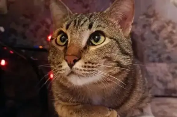 Пропал кот, Мельничная улица, 91, Омск - тигровый окрас - photo