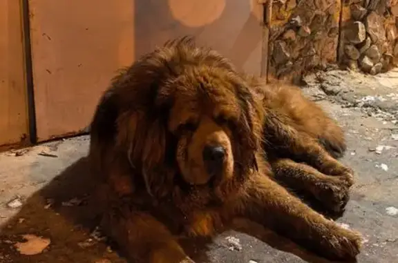 Найден собака, улица 8-й Воздушной Армии, 52, Волгоград - рыжий мастиф, в ошейнике - photo