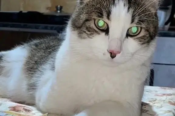 Пропал кот, улица Строителей, 17, Кулебаки - Лаки, домашний, инвалид - photo