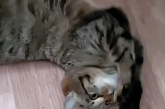 Кошки потеряшки, Челябинск, фото: Потеряшка кошка, улица Гагарина, 46, Челябинск - молодая, упитанная