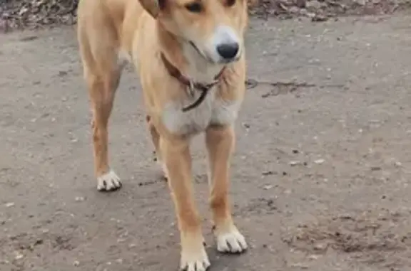 Собаки потеряшки, Дзержинск, фото: Потеряшка собака, Гавриловское шоссе, Дзержинск - рыжий окрас с белой грудью