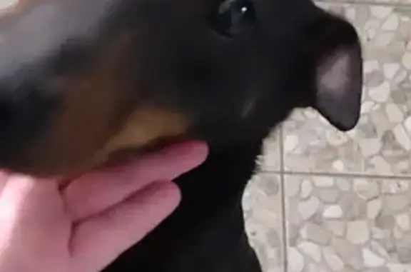 Найденные животные Краснодар, фото: Найдена собака, женская, улица Димитрова, 139, Краснодар - похожа на ягдтерьера