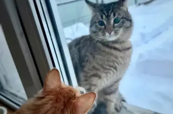 Найдена кошка, Подольск, фото: Найдена кошка, Поселковая улица, 31, Подольск - трёхцветный мальчик в зелёном ошейнике