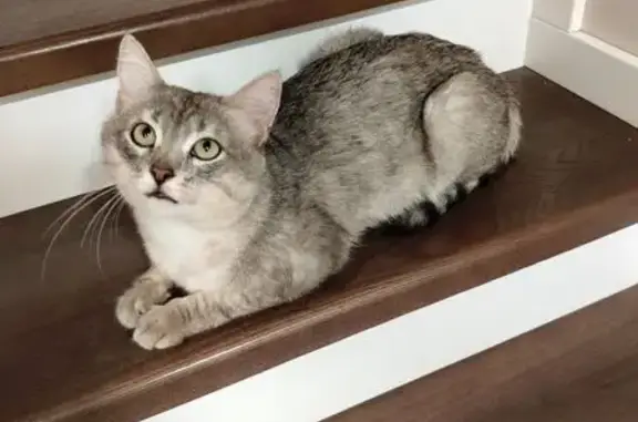 Пропал кот, Сахалинская улица, Казань - серого цвета - photo