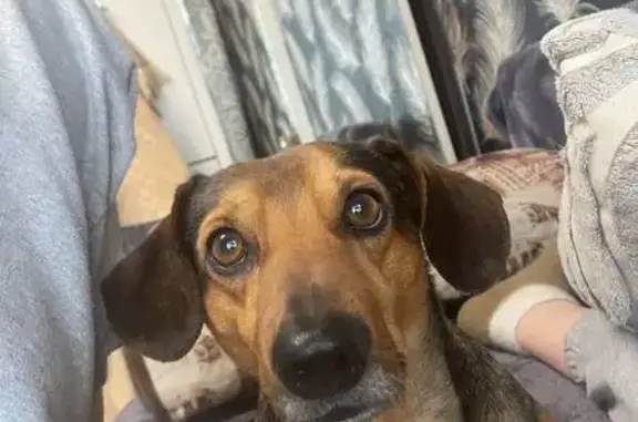 Пропал собака, Кенонская улица, Чита - такса, тёмно-коричневый - photo