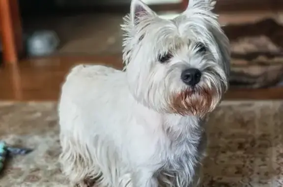 Пропал собака, Взлётная улица, 34, Красноярск - окрас белый, откликается на Проша - photo