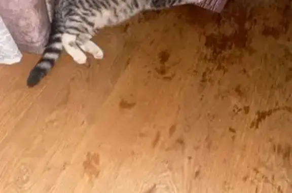 Найдена кошка, Боровский, фото: Найден кот, серебристый полосатый, Боровский, Тюменская область