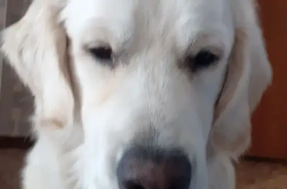 Пропал собака, Ясный проезд, 32 к1, Москва - в ошейнике и с клеймом - photo