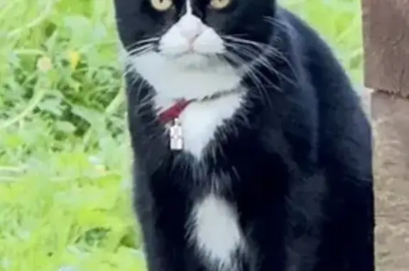 Пропала кошка, бульвар Новаторов, 90, Санкт-Петербург - черно-белая с желтыми глазами - photo