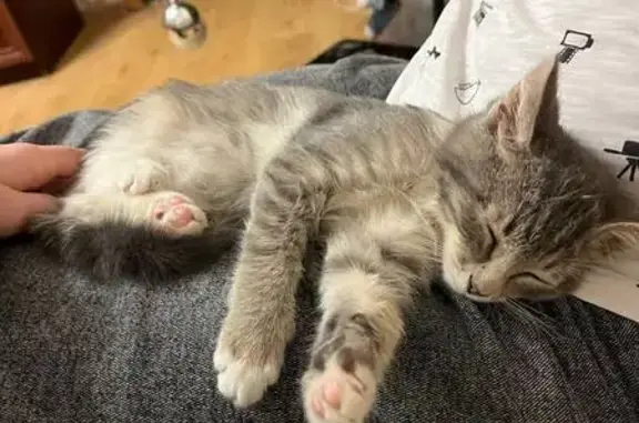 Пропал кот, улица Некрасова, 2, Подольск - photo