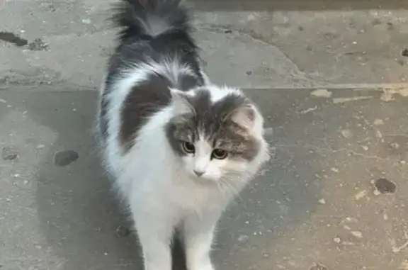 Найдена кошка, Волгоград, фото: Найдена кошка, улица Рокоссовского, 42, Волгоград - громко мяукала, боялась слезать