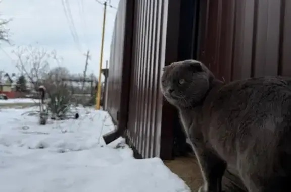 Кошки потеряшки, Северская, фото: Потеряшка кот, Черноморская улица, 26, Северская - вислоухий по кличке Оскар