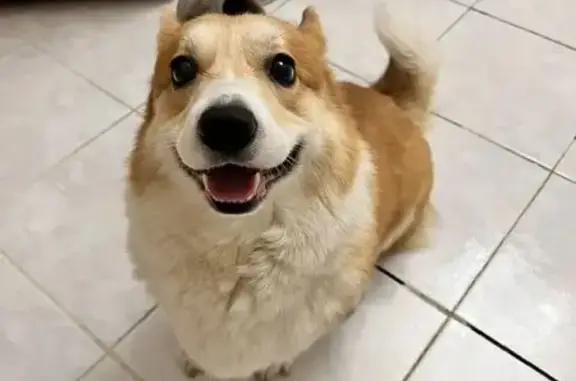 Собаки потеряшки, Краснодар, фото: Потеряшка собака, мужской, улица Дзержинского, 249/1, Краснодар - оранжево-коричневато с белым пузиком