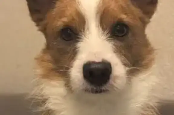 Найдена собака, Курск, фото: Найден собака, проспект А.Ф. Дериглазова, 91, Курск