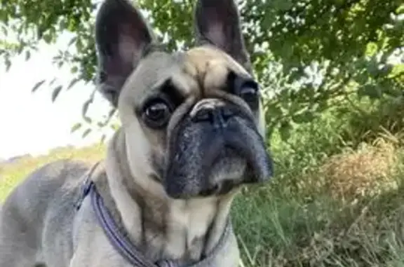 Пропала собака, Красная улица, Новая Адыгея - photo