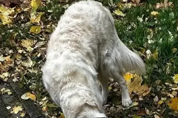 Пропал собака, Ясный проезд, Москва - зелёный ошейник - photo