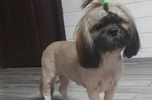 Пропала собака, Торхово, Тульская область - сука породы Ши-тцу - photo