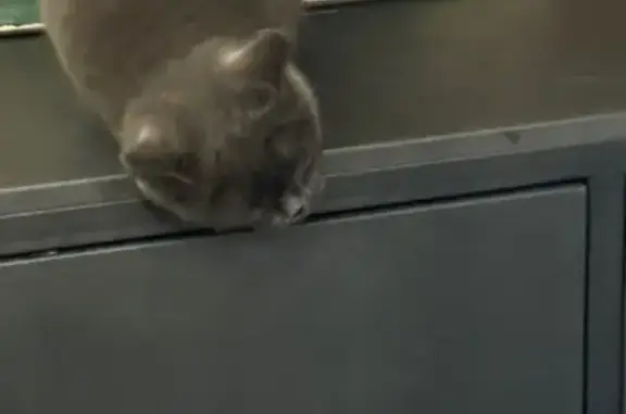 Найденные животные Ставрополь, фото: Найдена кошка, улица Лермонтова, Ставрополь - британка