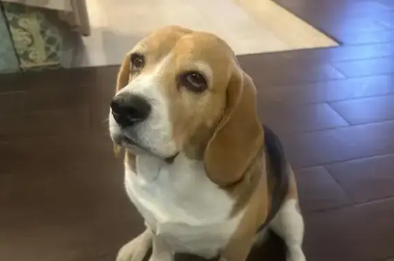 Пропала собака, Агрономический переулок, 4, Ростов-на-Дону - женский бигль в фиолетовом комбинезоне - photo