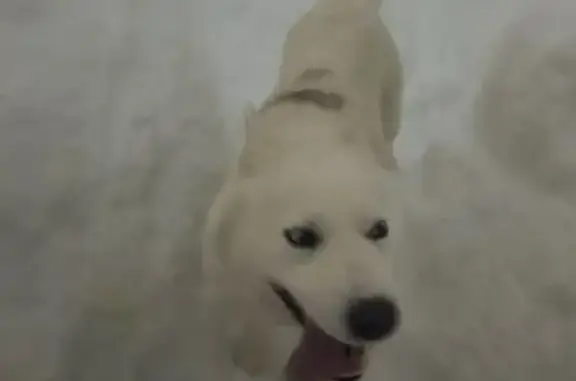 Объявления о пропавших и найденных животных, Петропавловск-Камчатский, фото: Пропал собака, Петропавловск-Камчатский - смесь лайки с хаской, голубые глаза