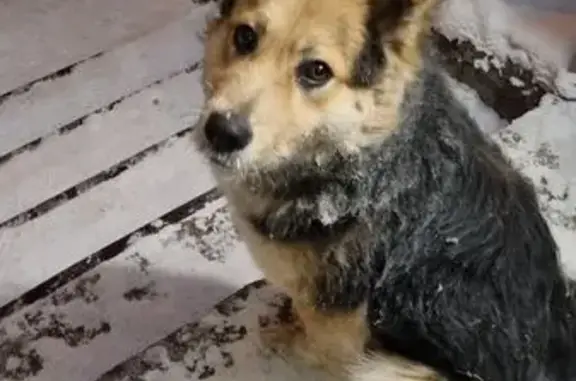 Найдена собака, Красноярск, фото: Найдена собака, мужской, Парашютная улица, 19, Красноярск - крупный и дружелюбный