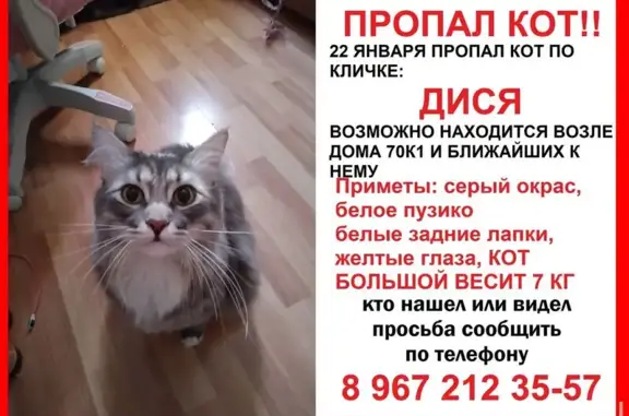 Пропал кот, Нижегородская улица (дублёр), 70 к1, Москва - серый с белым пузом и 