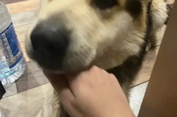 Найдена собака, Орёл, фото: Найден собака, Артельный переулок, 24, Орёл - мальчик с зелёным ошейником