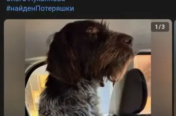 Найдена собака, Бологое, фото: Найден собака, 29, Бологое - дратхар кастрирован молодой