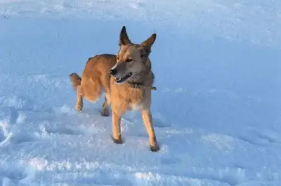 Пропала собака, улица Борцов Революции, 31, Пермь - рыжая и пугливая - photo