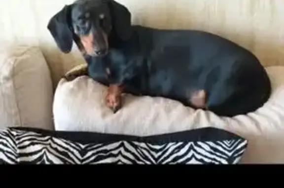 Собаки потеряшки, Милицейский посёлок, фото: Потеряшка собака, женский пол, улица Брусилова, 37 к1, район Щербинка, Милицейский посёлок - окрас чёрный, очень ласковая