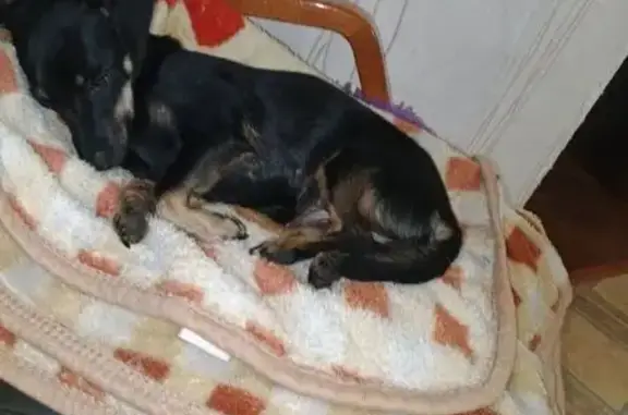 Собаки потеряшки, Шилка, фото: Потеряшка собака, женский пол, Озёрная улица, Шилка