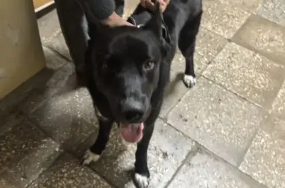 Найдена собака, Нижний Тагил, фото: Найден собака, мужской, улица Константина Пылаева, Нижний Тагил