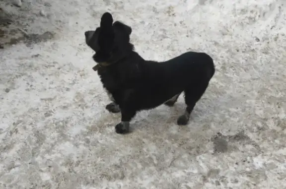 Найденные животные Саратов, фото: Найдена собака, Саратов, Саратовская область - почти две недели блуждает по улицам