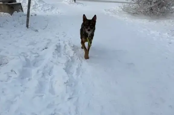 Найдена собака, Красноярск, фото: Найдена собака с ошейником и зеленым поводком, Вербная улица, 4, Красноярск