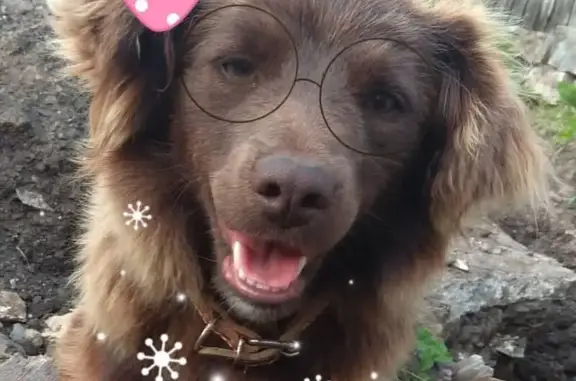 Пропала собака, Иске-Казанское сельское поселение, Мульминское - темнорыжая, короткие лапки - photo