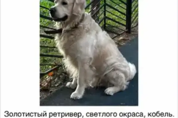 Пропал собака, Ясный проезд, Москва - золотистый ретривер, мальчик - photo