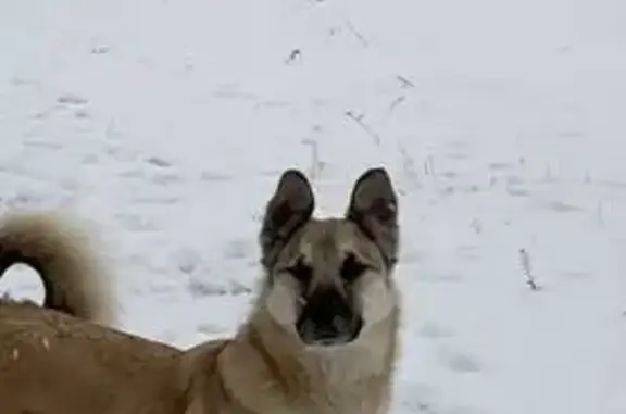 Пропал собака, улица Кирова, 9, Сипавское - светлый, худощавый, сбежал с цепи - photo