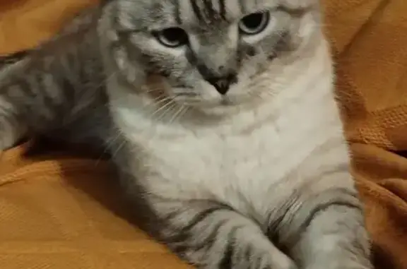 Найден кот, Мотоциклетный переулок, 11, городской округ Пенза - кастрированный, ухоженный - photo