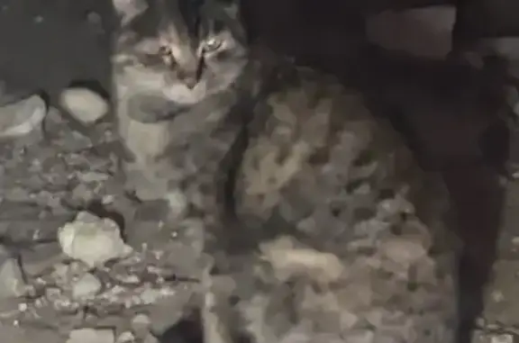 Найденные животные Северобайкальск, фото: Найдена кошка, проспект 60 лет СССР, Северобайкальск - поселяется в подвале