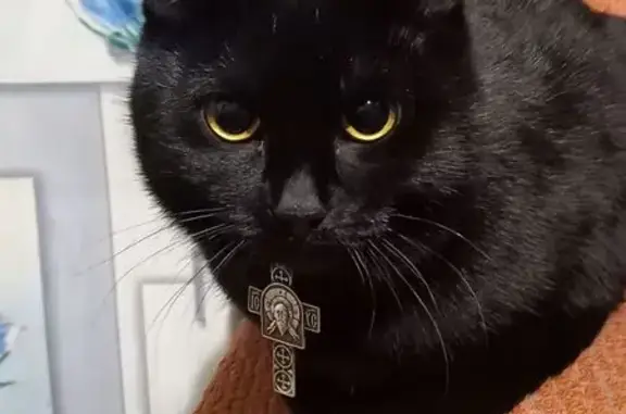 Пропал кот, улица 9 Мая, 24, Омутнинск - чёрный с розовым ошейником - photo