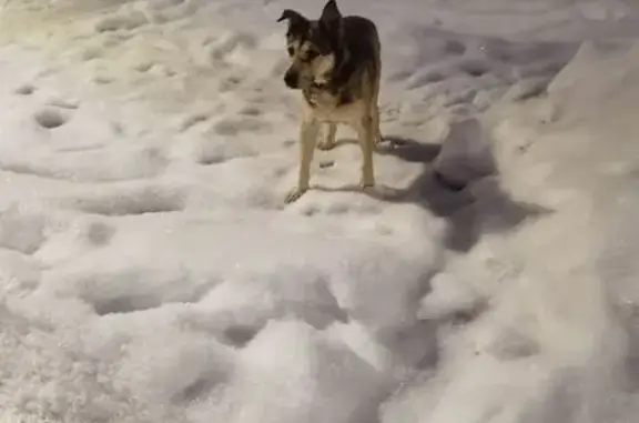 Найденные животные Ярославль, фото: Найден собака, мужской, Тутаевское шоссе, 67, Ярославль